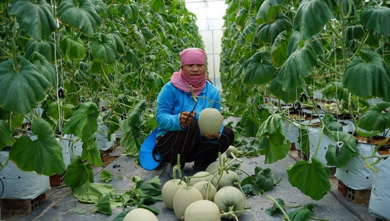 Trồng dưa lưới bằng công nghệ cao mang lại thu nhập cao cho nông dân Thành phố Hồ Chí Minh. nongnghiep-2.jpg