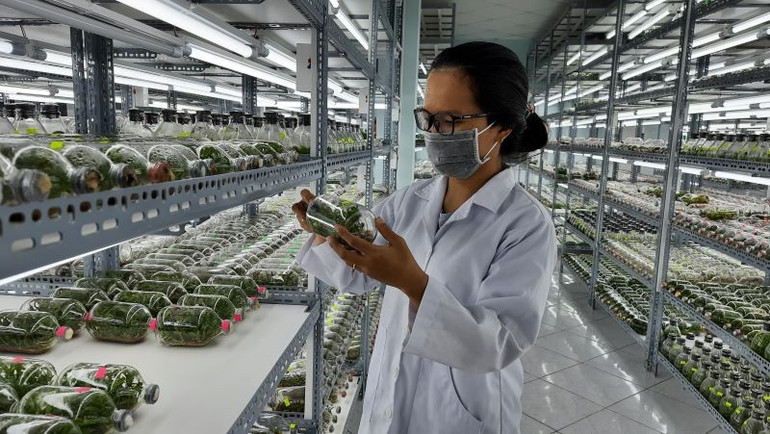 Phòng nhân giống hoa lan bằng phương pháp cấy mô tại Khu Nông nghiệp công nghệ cao Thành phố Hồ Chí Minh. hoalan-1-1.jpg