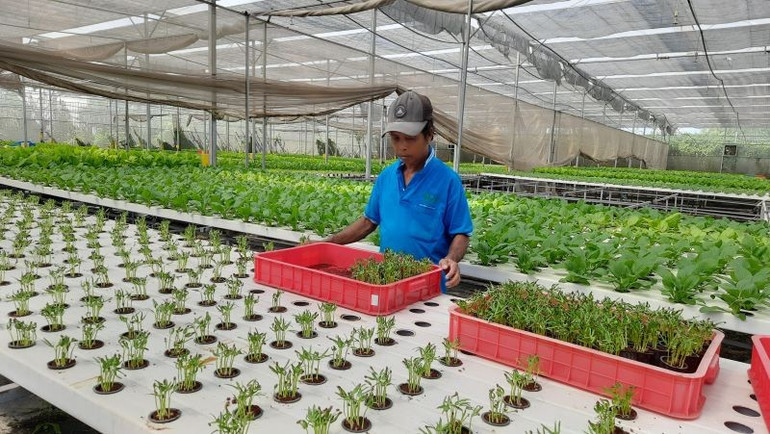 Hợp tác xã Nông nghiệp Tuấn Ngọc, Thành phố Hồ Chí Minh áp dụng mô hình kinh tế tuần hoàn trồng rau sạch. ngheo-7.jpg