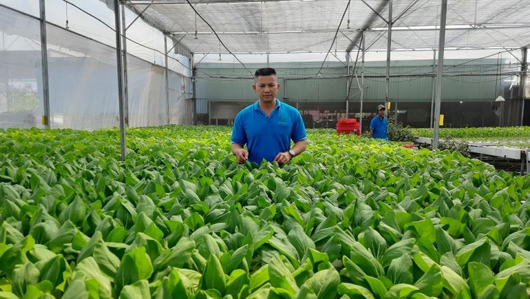 Hợp tác xã Nông nghiệp Tuấn Ngọc ứng dụng phần mềm quản lý để theo dõi toàn bộ quá trình sản xuất trồng rau. ngheo-4.jpg