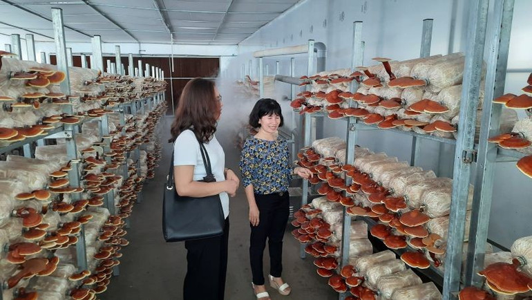 Mô hình thử nghiệm trồng nấm linh chi tại Khu Nông nghiệp công nghệ cao Thành phố Hồ Chí Minh. ngheo-1.jpg