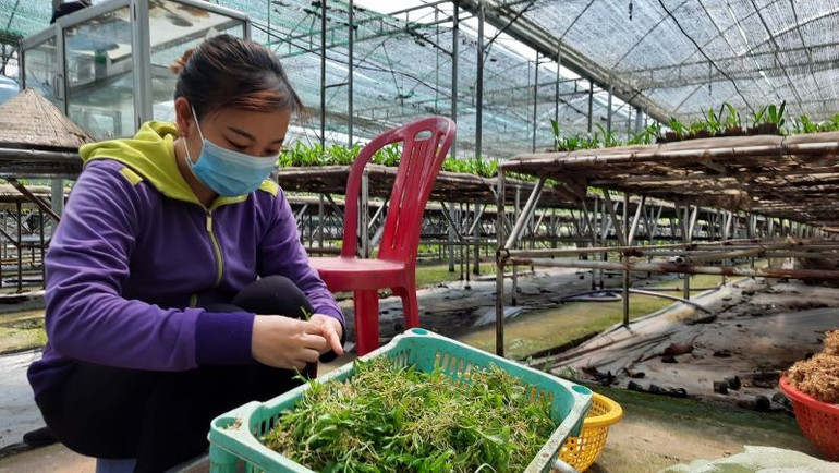 Trồng hoa lan thí điểm tại Khu Nông nghiệp công nghệ cao Thành phố Hồ Chí Minh. ngheo-3.jpg