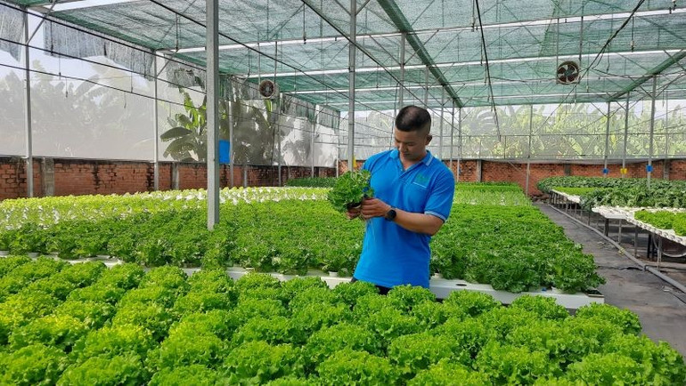 Trồng rau công nghệ cao tại Hợp tác xã Nông nghiệp Tuấn Ngọc. ngheo-6.jpg