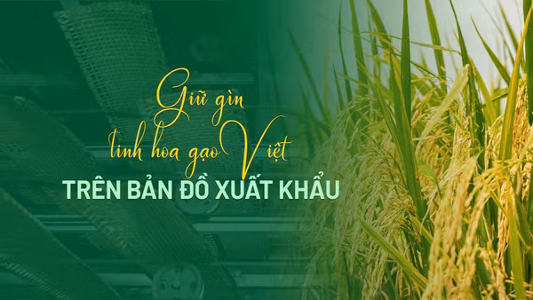 Gìn giữ tinh hoa gạo Việt trên bản đồ xuất khẩu