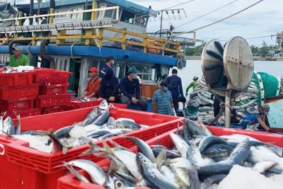 Cá về bến ở Quảng Bình.