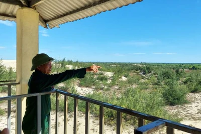 Nhân viên hợp đồng bảo vệ rừng của Ban Quản lý rừng phòng hộ Đồng Hới và ven biển tỉnh Quảng Bình trực trên chòi canh để phát hiện khói giữa rừng phi lao.