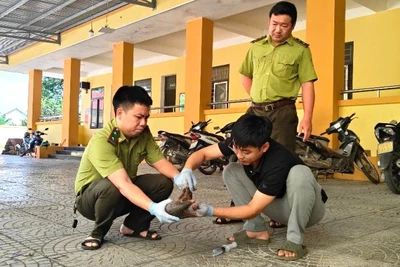 Bác sĩ thú y của Trung tâm kiểm tra sức khỏe, sơ cứu ban đầu cho cá thể Tê tê Java.