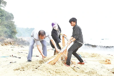 Người dân Cô Tô tham gia thu gom rác làm sạch bãi biển.