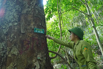 Một cây nghiến khổng lồ trong rừng Nam Xuân Lạc. (Ảnh NGỌC TÚ)