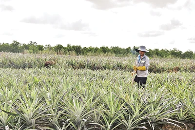 Ông Hồ Văn Oanh chăm sóc ruộng khóm tại xã Tân Lập 1, huyện Tân Phước, tỉnh Tiền Giang.