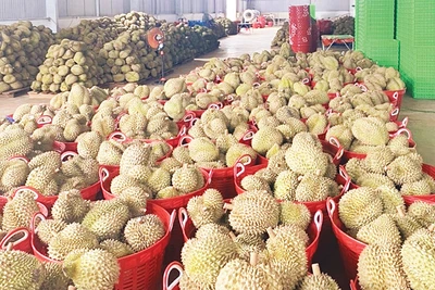 Số diện tích sầu riêng tại Đắk Nông được cấp mã vùng trồng phục vụ xuất khẩu chỉ có 644,87 ha/4.105 ha diện tích cho sản phẩm, sản lượng ước đạt 7.378,3 tấn.