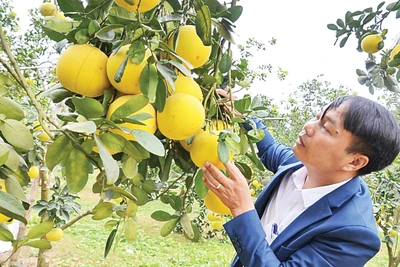 Cây bưởi giống đường La Tinh. (Ảnh HƯƠNG ĐỨC)