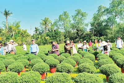 Bến Tre đang mời gọi đầu tư phát triển du lịch tại vùng sản xuất hoa kiểng Chợ Lách.