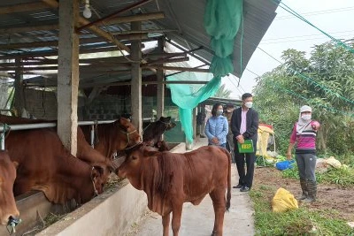 Cán bộ Ngân hàng Chính sách xã hội tỉnh Thái Bình kiểm tra việc sử dụng vốn của hộ vay tại huyện Vũ Thư.