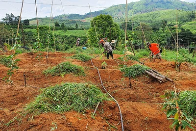 Đồng bào dân tộc thiểu số huyện Sa Thầy chuyển đổi mô hình từ trồng sắn sang trồng chanh dây cho hiệu quả kinh tế cao.