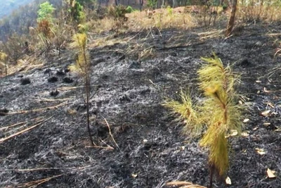 Hiện trường vụ cháy.