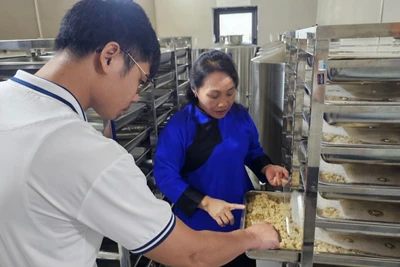 Bà Âu Thị Kim Phượng giới thiệu quy trình sản xuất rượu ba kích tại xã Hồ Sơn, huyện Tam Đảo.