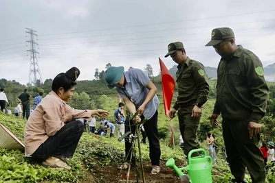 Cán bộ, nhân dân huyện Tuần Giáo trồng cây mắc-ca hưởng ứng lễ ra quân trồng, chăm sóc mắc-ca do Ủy ban nhân dân huyện Tuần Giáo phát động.