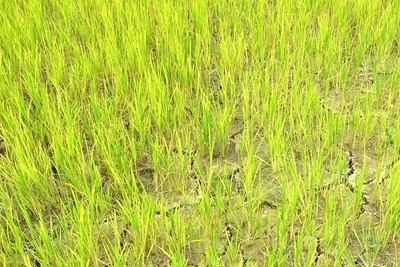 Nhiều diện tích lúa trên cánh đồng thuộc huyện Điện Biên bị nhiễm sâu bệnh và thiếu nước. (Ảnh: Cộng tác viên)