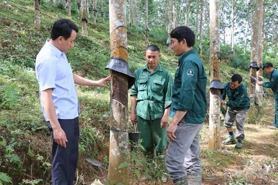 Đảng viên thuộc Chi bộ nông trường cao su Điện Biên trao đổi kinh nghiệm cạo mủ bảo đảm kỹ thuật, năng suất vườn cây. 