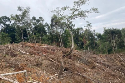Hiện trạng một vụ phá rừng tại xã Háng Lìa, huyện Điện Biên Đông mới được lực lượng kiểm lâm phát hiện, xử lý.
