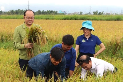 Ông Lê Xuân Cảnh, Giám đốc Sở Nông nghiệp và Môi trường tỉnh Điện Biên cùng nông dân và lãnh đạo huyện Điện Biên kiểm tra, đánh giá hiệu quả mô hình canh tác lúa thông minh giảm phát thải khí nhà kính tại huyện Điện Biên. 
