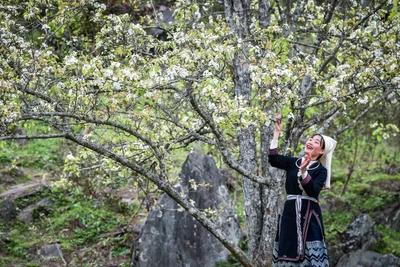 [Ảnh] Lạc bước giữa vườn hoa lê đẹp như cổ tích ở Na Hang, Tuyên Quang
