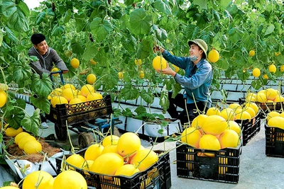 Thu hoạch dưa vàng tại Trung tâm nông nghiệp công nghệ cao Lam Sơn. (Ảnh BÁ VINH)