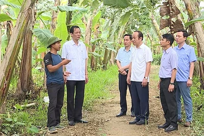 Cán bộ và người dân xã Vĩnh Chân, huyện Hạ Hòa trao đổi kinh nghiệm liên kết sản xuất, tiêu thụ chuối.