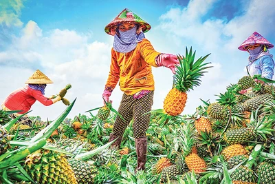 Thu hoạch khóm Cầu Đúc. (Ảnh Lý Anh Lam)