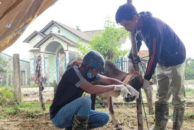 Gia đình anh Diu ở làng Bông Pim, xã Đak Jơ Ta, huyện Mang Yang (Gia Lai) có 9 con bò, bê bị mắc bệnh lở mồm long móng. (Ảnh: TTXVN)