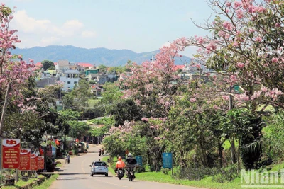 Bảo Lộc mùa hoa hồng phấn. (Ảnh: VĂN BẢO)