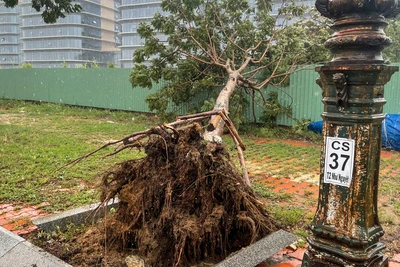 Cây xanh bật gốc, ngã đổ trên đường Như Nguyệt (thành phố Đà Nẵng) do gió của áp thấp nhiệt đới chiều 18/9/2024. (Ảnh: CÔNG VINH)
