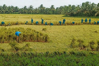Lực lượng bộ đội giúp dân bó lúa bị đổ ngã để tránh thiệt hại. 