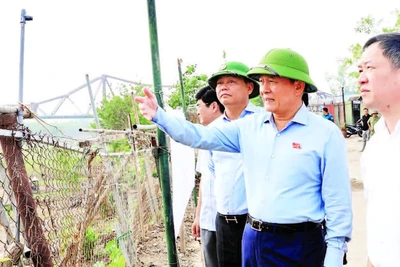 Chủ tịch Hội đồng nhân dân thành phố Hà Nội Nguyễn Ngọc Tuấn thị sát tình hình quản lý đất đai khu vực ngoài đê sông Hồng.