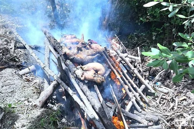 Người dân Cà Mau chủ động tiêu hủy lợn chết nghi do mắc bệnh tả lợn châu Phi vào thời điểm dịch bệnh Covid-19 năm 2021.