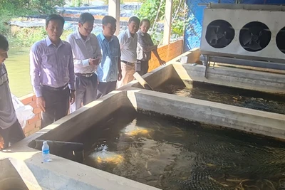 Hiện nay, giá trị tổng tài sản mô hình nuôi thủy sản của anh Hoàng Anh khoảng 4 tỷ đồng; lợi nhuận hàng năm khoảng 400 triệu đồng; giải quyết việc làm cho 7 lao động thường xuyên, từ 15-30 lao động thời vụ (thu hoạch, vệ sinh ao).