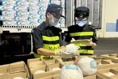 Nhân viên hải quan Trung Quốc kiểm tra lô dừa tươi Việt Nam đầu tiên nhập khẩu qua đường bộ. (Ảnh: China Daily)