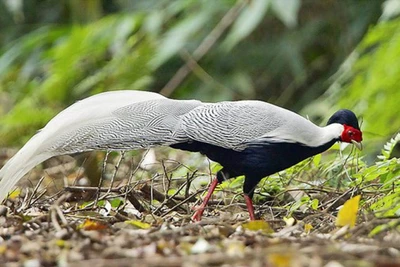 Gà lôi trắng là động vật rừng nguy cấp, quý, hiếm Nhóm IB. (Ảnh minh họa)