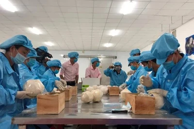 Sơ chế dừa tươi phục vụ xuất khẩu tại Bến Tre. 