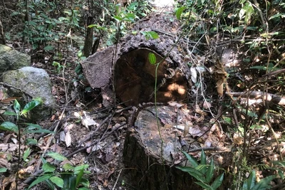 Hàng chục cây gỗ nghi là cây thông Caribe ở rừng phòng hộ Phú Ninh bị các đối tượng đốn hạ.