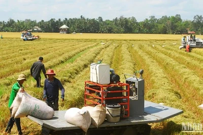 Thu hoạch lúa đông xuân tại xã Phú Nhuận, huyện Cai Lậy, Tiền Giang. (Ảnh: NGUYỄN SỰ)