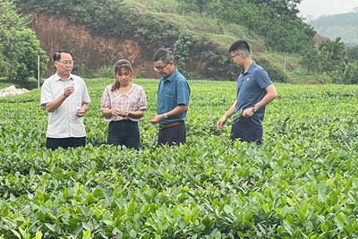 Trồng chè sạch tại Hợp tác xã Kiến Thuận, xã Bình Thuận, huyện Văn Chấn, Yên Bái. (Ảnh: Thanh Sơn).