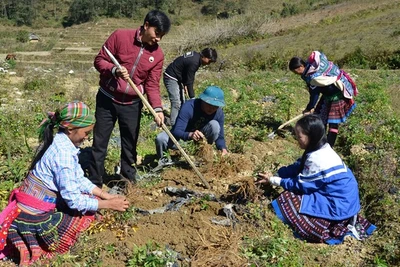 Người dân xã Xà Dề Phìn, huyện Sìn Hồ, Lai Châu, thu hoạch đương quy. (Ảnh: Trần Tuấn)