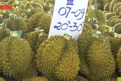 [Video] Thay đổi cách bảo quản sầu riêng để bảo đảm chất lượng xuất khẩu