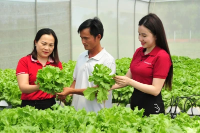 Từ nguồn vốn vay của Agribank, nhiều cá nhân, hộ gia đình đã phát triển hiệu quả mô hình sản xuất kinh doanh, thoát nghèo và vươn lên làm giàu.