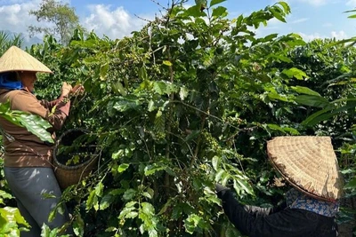 Nông dân huyện Mường Ảng tích cực chăm sóc, thu hái cà phê.