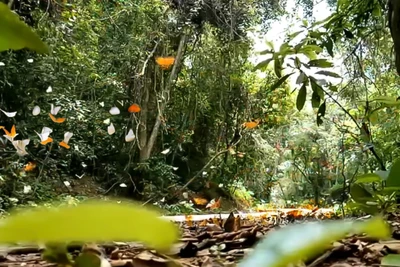 Với những ai yêu thiên nhiên, sự thanh bình thì "thiên đường bướm" ở Cúc Phương là điểm dừng chân lý tưởng để lưu giữ lại những khoảnh khắc đặc biệt bên những đàn bướm xinh tươi.