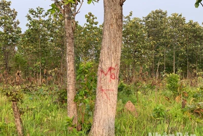 Hiện nay, thời tiết ở Đắk Lắk đang bước vào thời kỳ cao điểm của mùa khô năm 2024 nên nguy cơ gia tăng về tình trạng phá rừng, lấn chiếm đất rừng, khai thác gỗ trái pháp luật, cháy rừng.