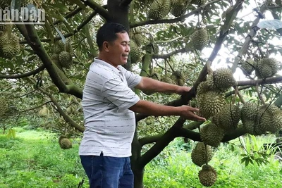 Hiện nay, giá sầu riêng ở Đắk Lắk tăng cao, đạt từ 80.000-100.000 đồng/kg, mang lại nguồn thu nhập lớn cho người nông dân.